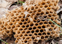 On Little Boys, Wasps, and Ancient Towers