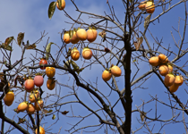 The Fruit That Summons