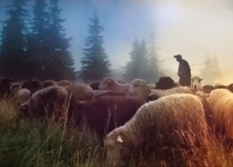 The Shepherds and the Shepherd