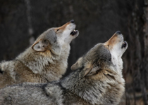 The Noise of Wolves