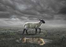 Lamb of God, Lion of Judah