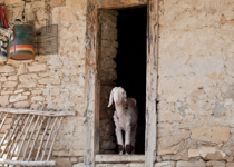 Christ Our Passover Lamb
