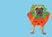 Confused About That Halloween Thing?
