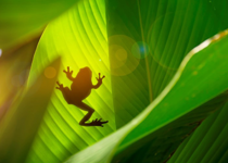 The Gospel According to Frogs