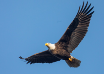 'Wings of Eagles'