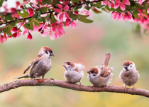 Consider the Sparrows