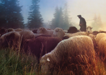 Shepherds Need Care Too